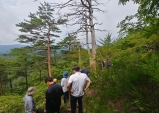 울진국유림관리소, 소나무 고사목 발생지 민관합동조사 실시