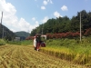 울진군, 추석 출하용 벼 첫 수확 시작