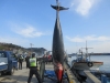 구산항 인근 해상 밍크고래 그물에 걸려 죽어