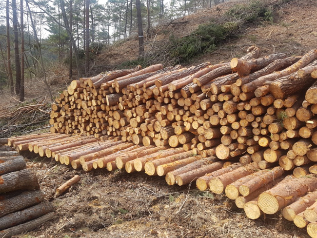 국산목재 수요 충족을 위한 생산확대 2.jpg