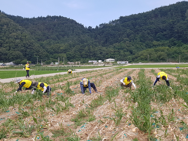 06 23 언론보도(농촌 입손돕기 봉사활동).jpg