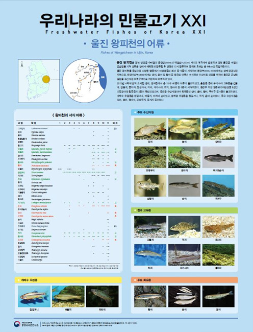 왕피천의 어류캡처.jpg