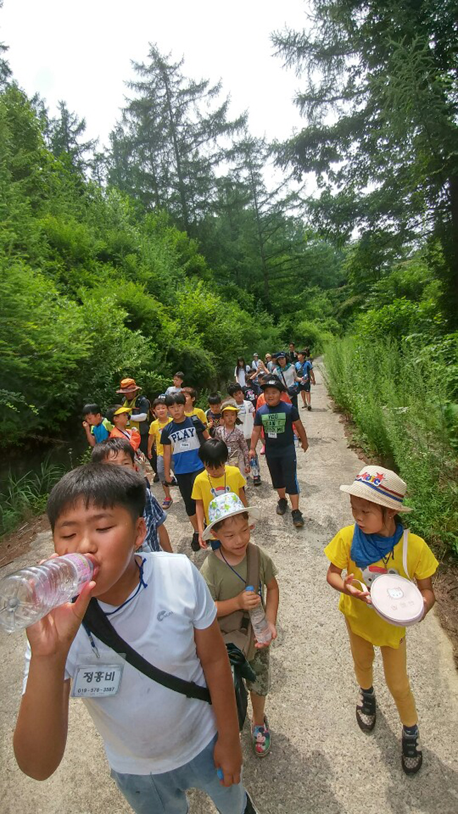 금강송2.jpg