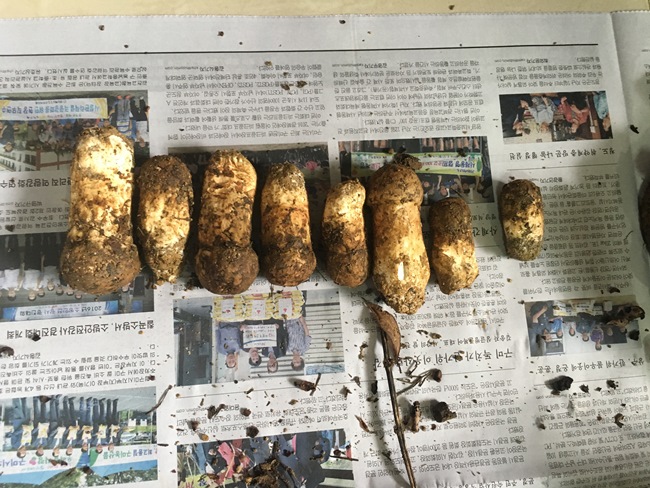 2016년 산림 내 위법행위 단속 당시 회수한 임산물 사진.JPG