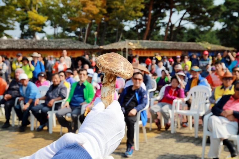 송이경매1.JPG