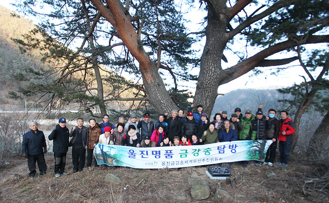 지풀할매큰소나무.jpg