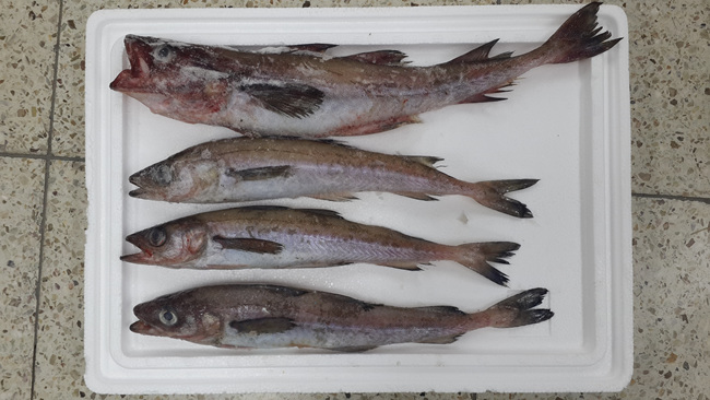 temp_1527146821768.326740828.jpg
