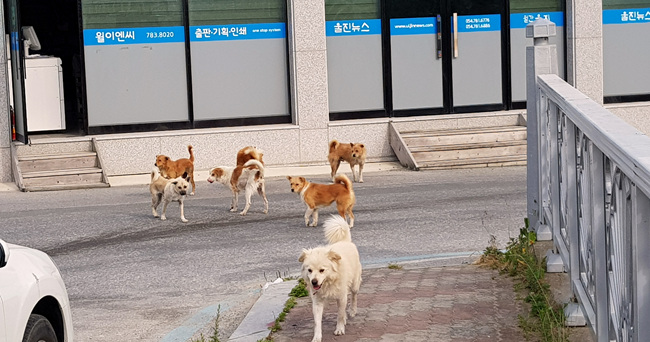 들개 (2).jpg