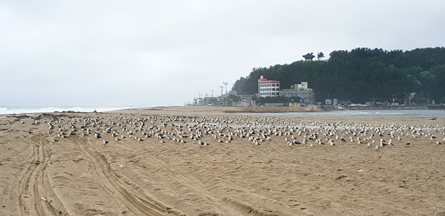 갈매기 (4).jpg
