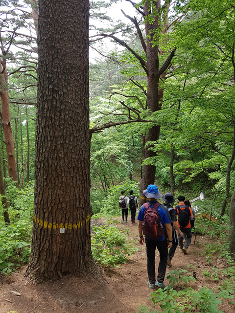 금강소나무숲길.jpg