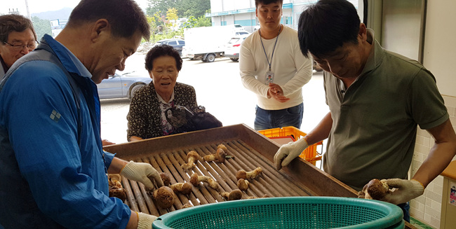 송이수매 (15).jpg