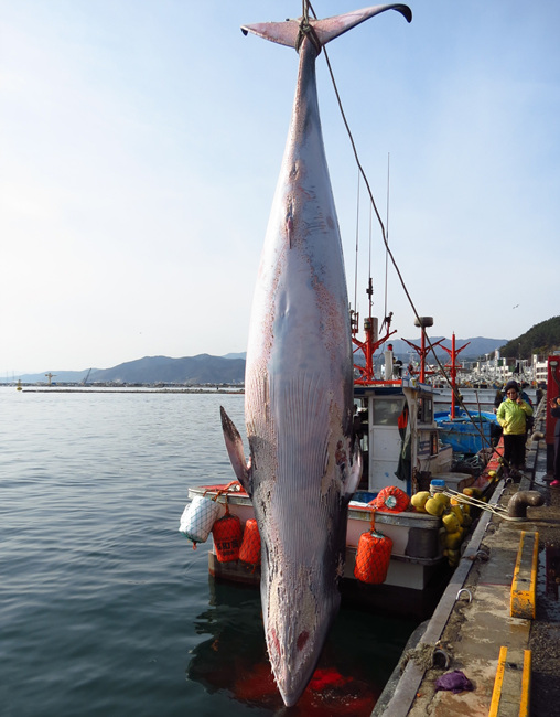 밍크고래.jpg