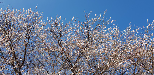 벚꽃 활짝 (11).jpg