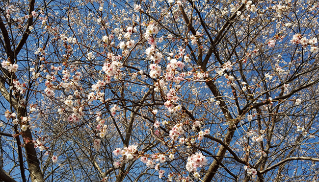 벚꽃 활짝 (15).jpg