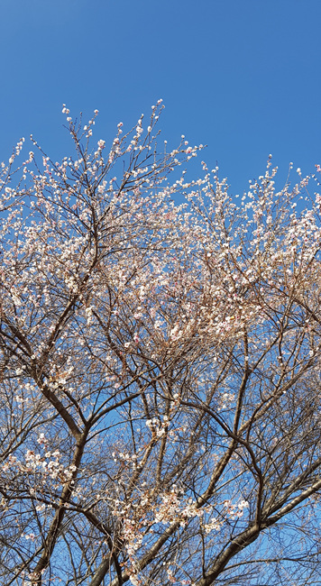 벚꽃 활짝 (12).jpg