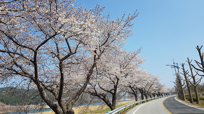 벚꽃 활짝 (1).jpg