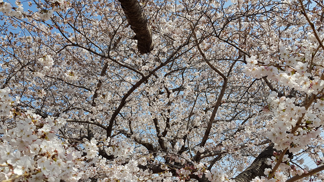 벚꽃 활짝 (9).jpg