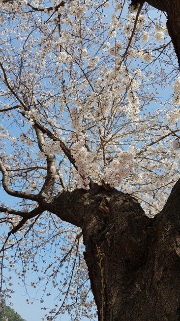 벚꽃 활짝 (15).jpg