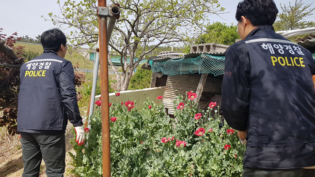 울진해경 양귀비 밀경작 사범 검거 1(190423).jpg