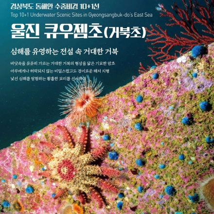 울진 왕돌초·거북초·나곡 봉달짬, ‘경북 수중비경 10+1’ 선정