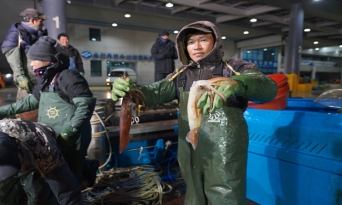 울진 바다의 손길이 모이는 새벽, 죽변항 오징어 위판 현장
